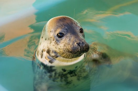Rescued Harbour Seal or common seal (Phoca Vitulina)