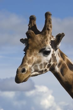 Head shot of Giraffe (Giraffa camelopardalis rothschildi) 