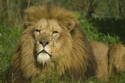Close up of a Lion (Panthera leo)