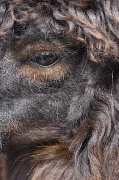 Close up of a Llama (Lama glama)
