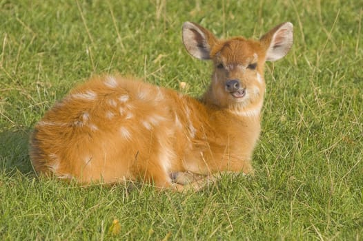 Close up of a Sitatunga (Tragelaphus spekii)