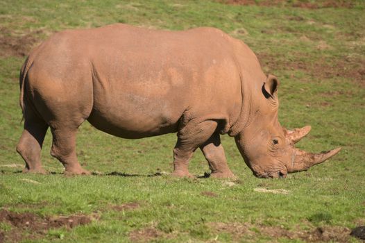 Closeup of White Rhinoceros (Ceratotherium simum simum)