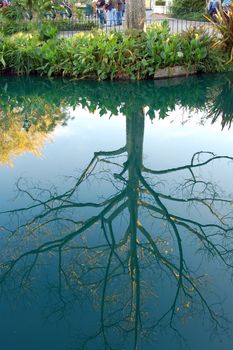 Reflection of a tree in water during fall season