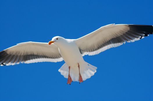 A white seagull flying with stretched wings