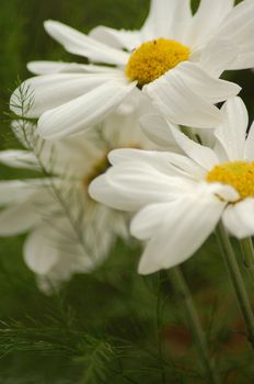 An isolated shot of a Blooming White Daisy Flower