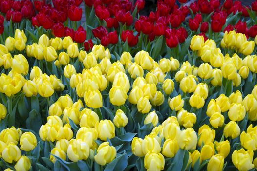 An isolated shot of Yellow Tulip Flowers in Bloom
