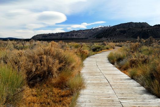 Grassy Lake Pathway leading to Mono Lake,California,USA