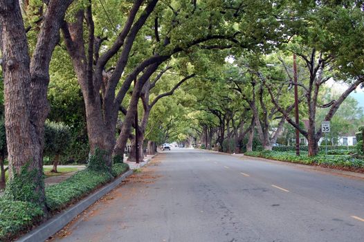 Canopy of Green Trees lining the road