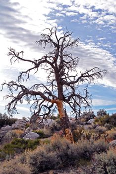 An Isolated Dry Tree during fall season