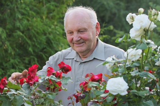 Portrait of old man - grower of roses next to rose bush in his beautiful garden. 