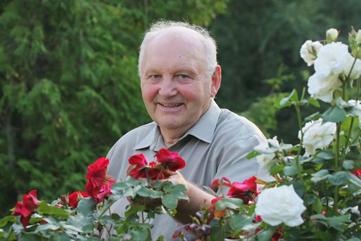 Portrait of old man - grower of roses next to rose bush in his beautiful garden. 