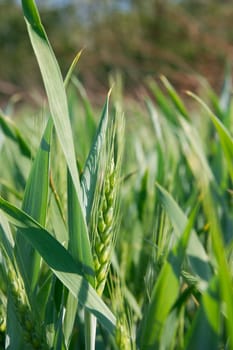 Small green wheat plant on a field