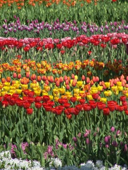 field of colorful tulips on a sunny spring day