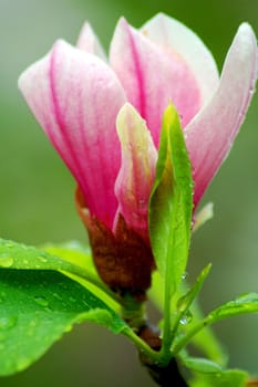 An isolated closeup shot of pink chinese magnolia flower