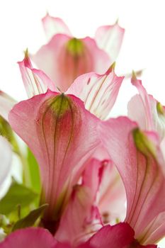 Magenta amaryllis petals over white background