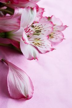 Magenta amaryllis and it's petals over pink