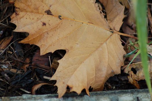 A Dry Maple Leaf in Fall Season