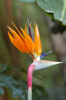 An isolated shot of Bird of paradise flower Streletzia reginae