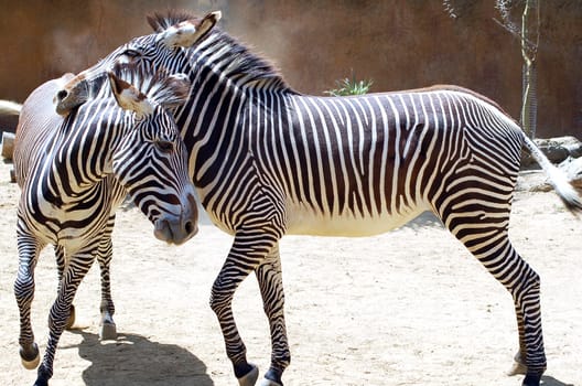 an isolated shot of Striped Zebra Animal