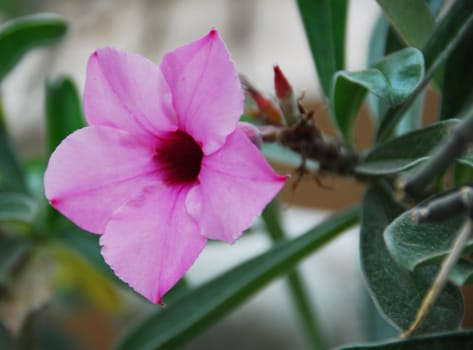 An isolated shot of a pink Desert Rose, Adenium Flower