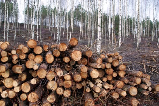 A stack of pine logs at the edge of newly thinned birch forest. Shallow depth of field. Photographed in Salo, Finland in November 2010.