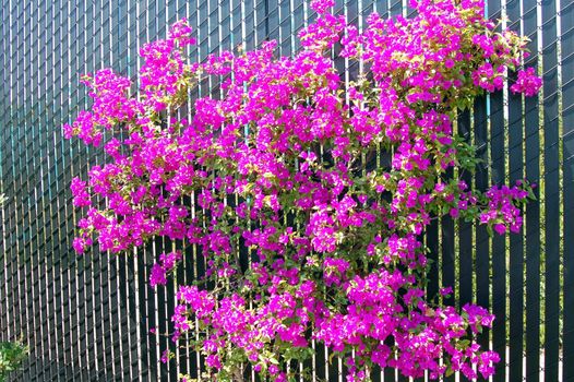 Blooming Bougainvillea Plant with bright pink flowers