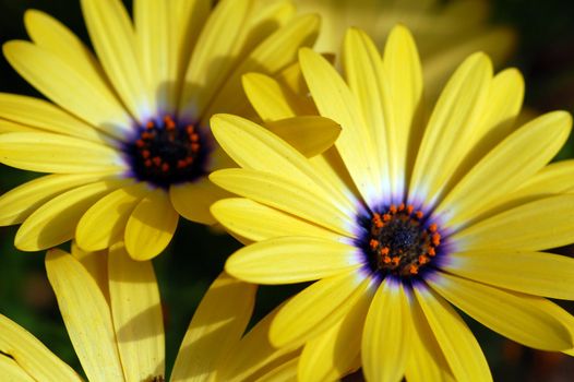 An isolated shot of a blooming Yellow Daisy Flower