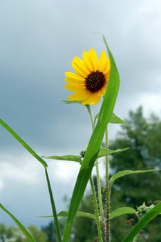 An isolated Yellow Sunflower blooming in garden
