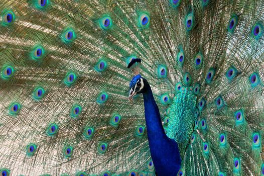 peacock bird dance to attract a peahen