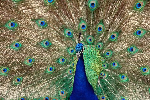 closeup of peacock bird dance to attract a peahen
