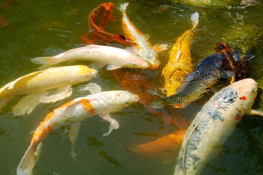 Colorful Koi Fishes swimming in pond