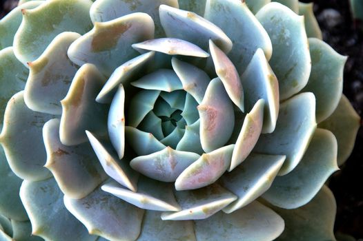 an isolated shot of succulent plants growing