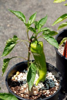 Sweet Pepper Plant Growing in Pot