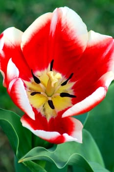 an isolated Tulip Red White Flower in Bloom