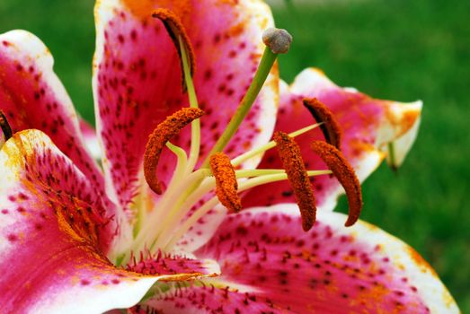 Blooming Amaryllis Flower and Pollen