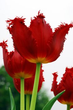 an isolated Red Tulip Flower in Bloom