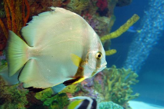 isolated Golden Fish swimming in an Aquarium