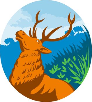 illustration of a Roaring red stag deer with forest in the background