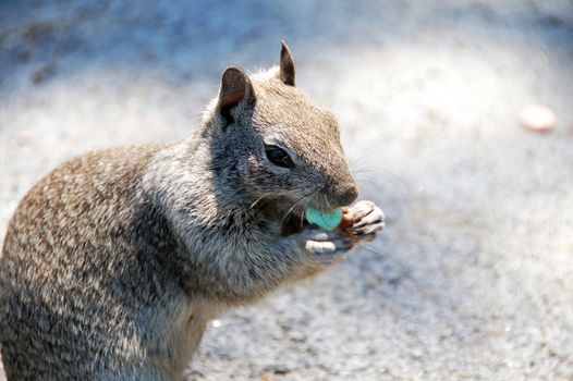 A squirrel eating a green color candy