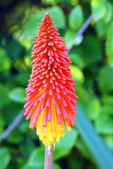 Kniphofia northiae Nature Yellow Orange Red Succulent Flower