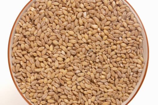 A bowl full of fresh organic barley seeds