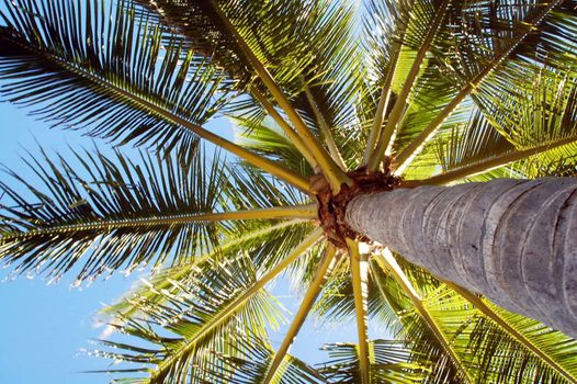 isolated shot of High Rising Palm Tree