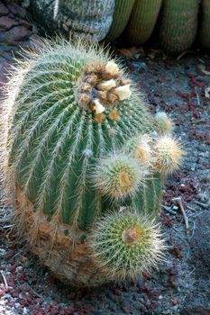 an isolated shot of Cactus Notocactus Claviceps plant