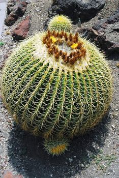 an isolated shot of Cactus Echinocactus grusonii single Plant