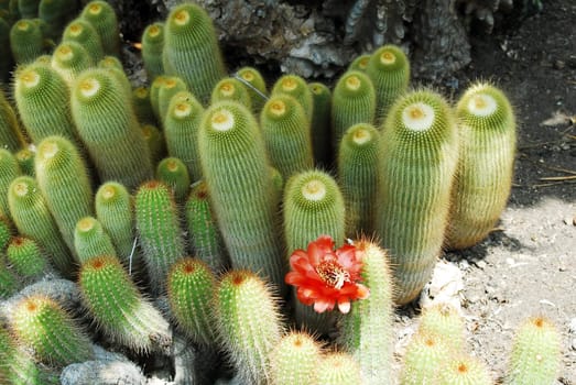 an isolated shot of Cactus Notocactus leninghausii