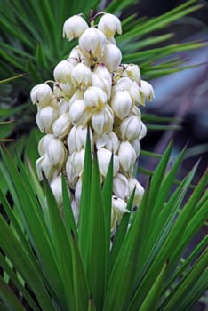 isolated shot of white flower yucca baccata