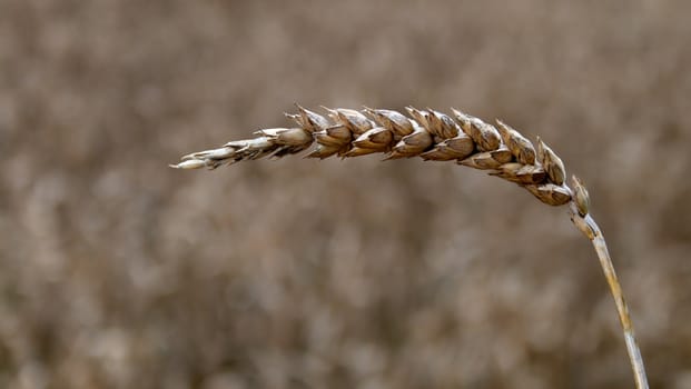 Close-up of wheat crop. Early Autumn.