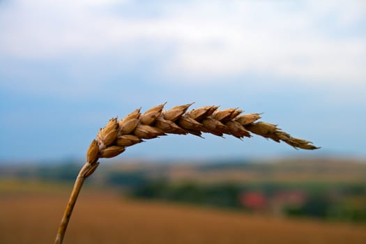 Close-up of wheat crop. Early Autumn.