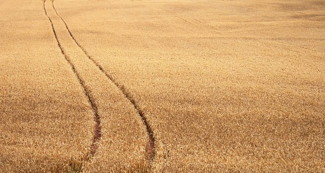 Track of wheat field in summer