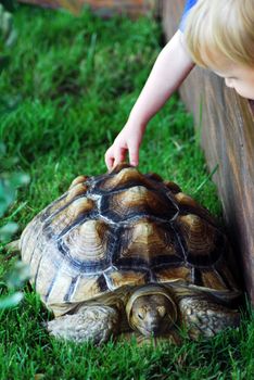 a small Child touching and feeling a Turtle